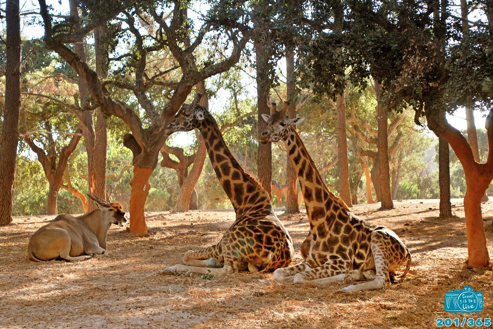 badoca safari park alentejo portugal