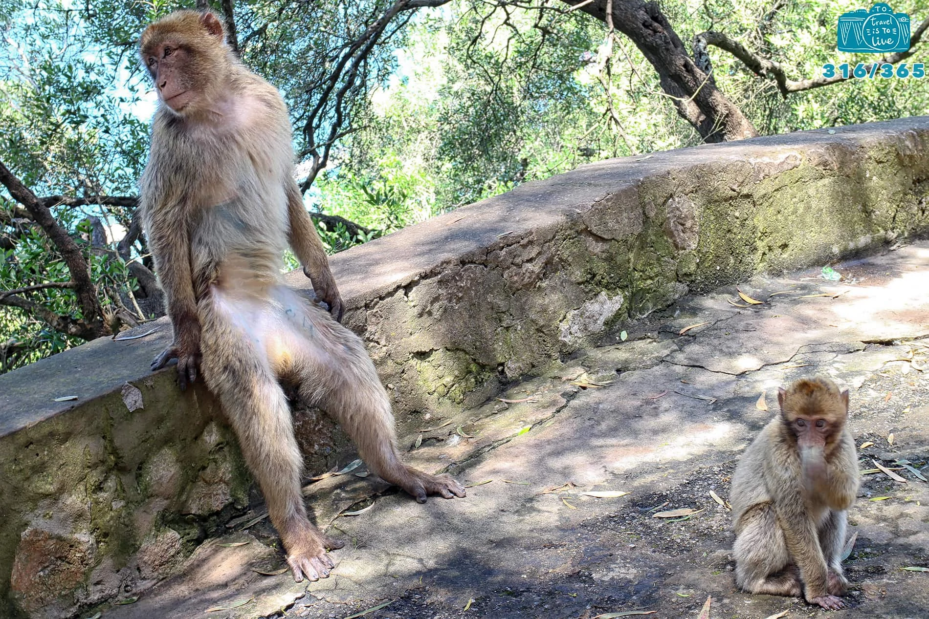 Apes Den em Gibraltar