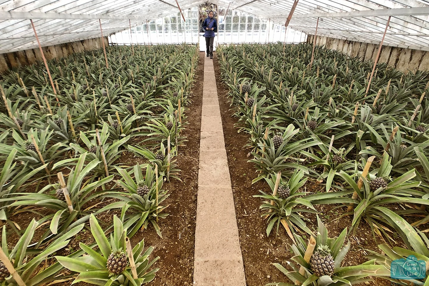 Plantação de Ananases, São Miguel