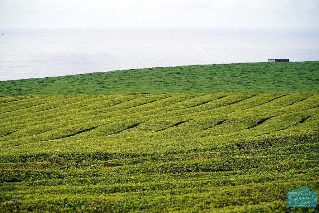 Plantações de chá da Gorreana, Ilha de São Miguel