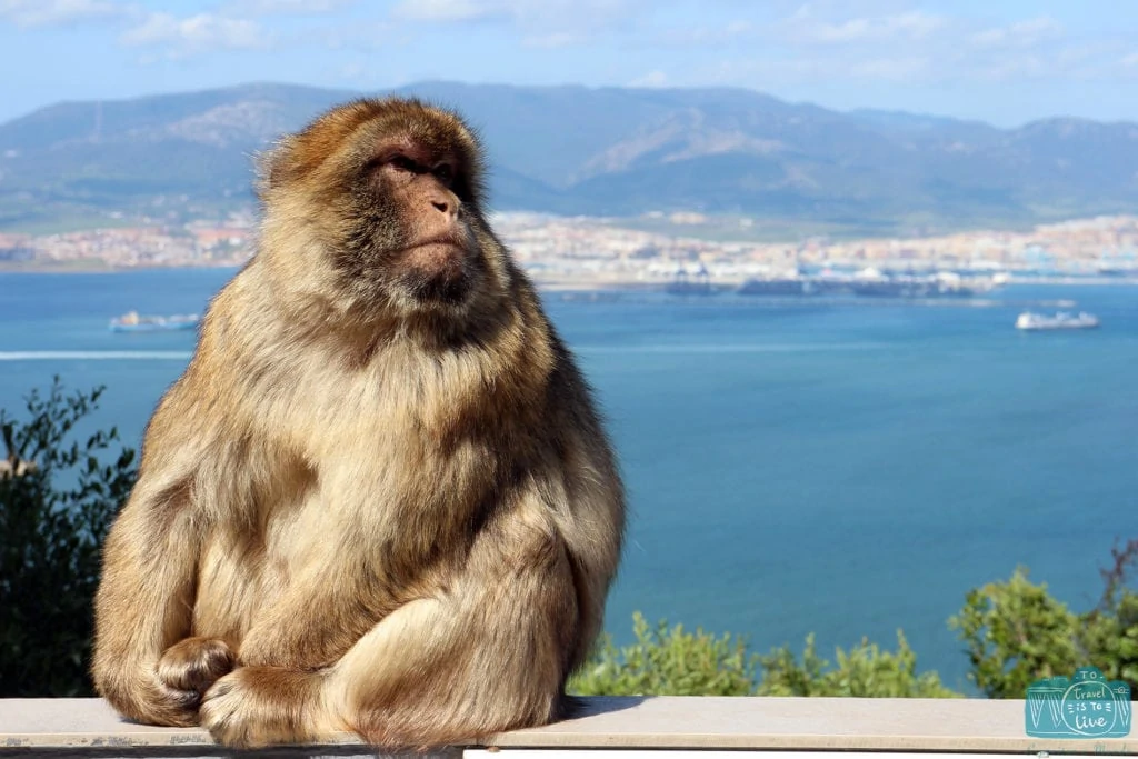 Macacos Gibraltar