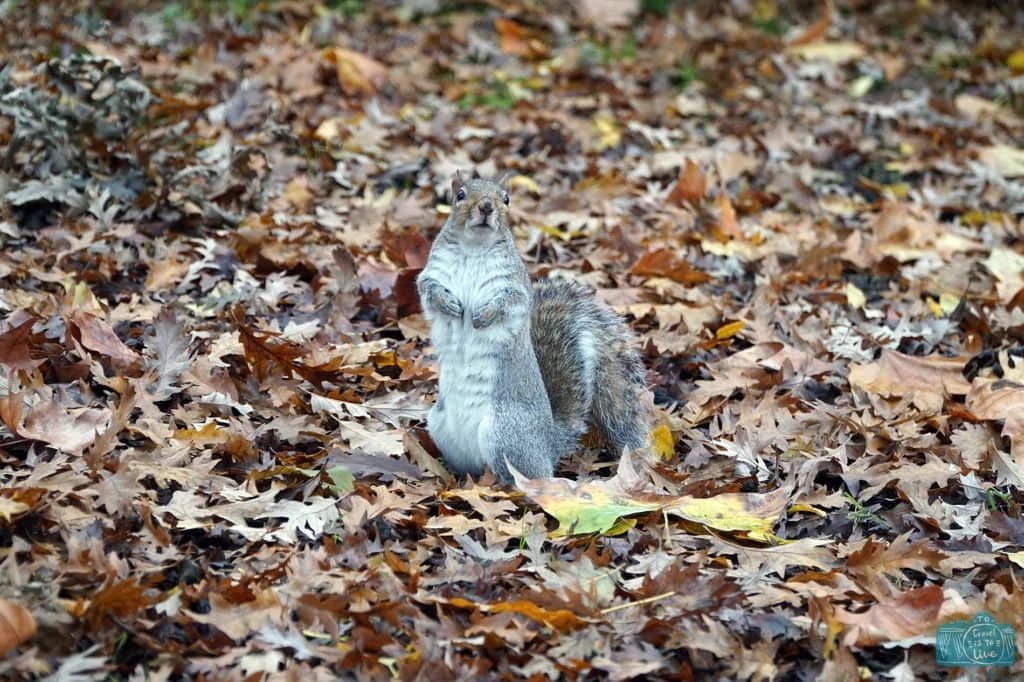 Esquilo no Hyde Park em Londre