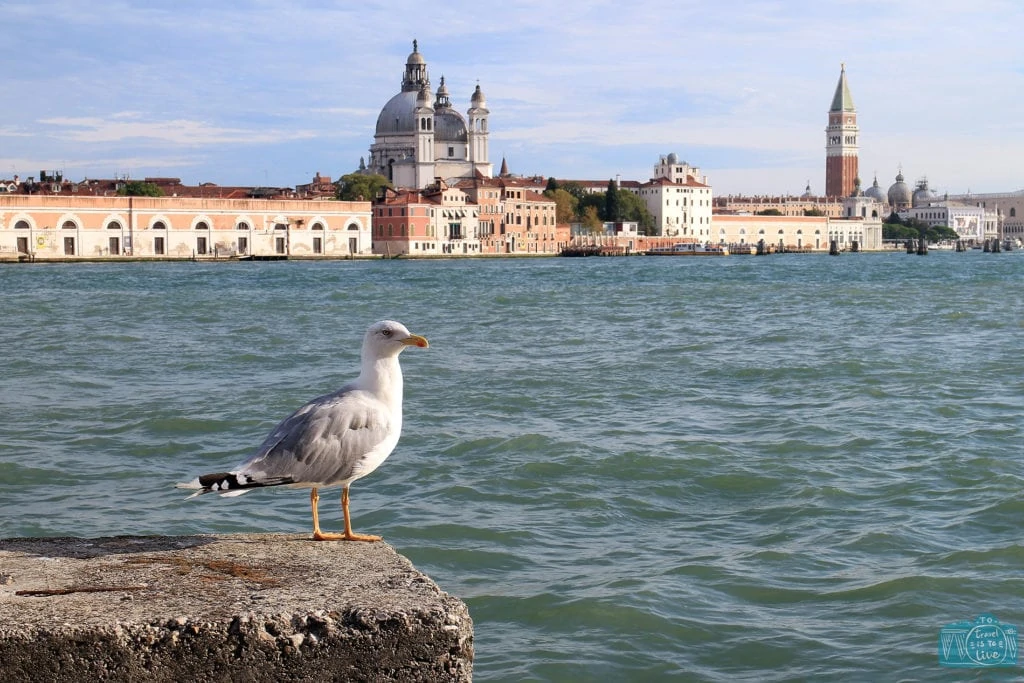 gaivota em Veneza