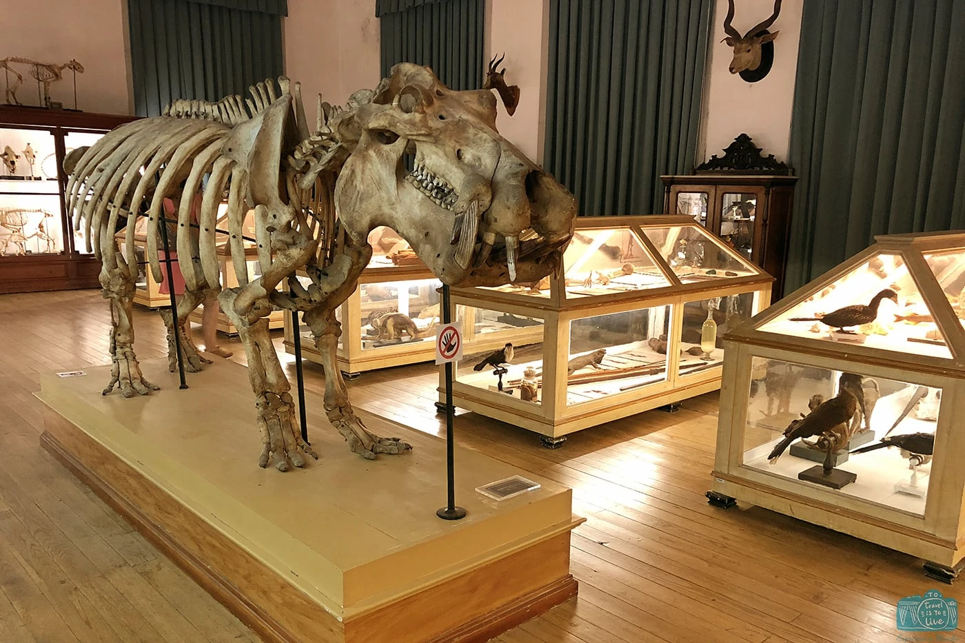 Esqueleto no Museu da Ciência